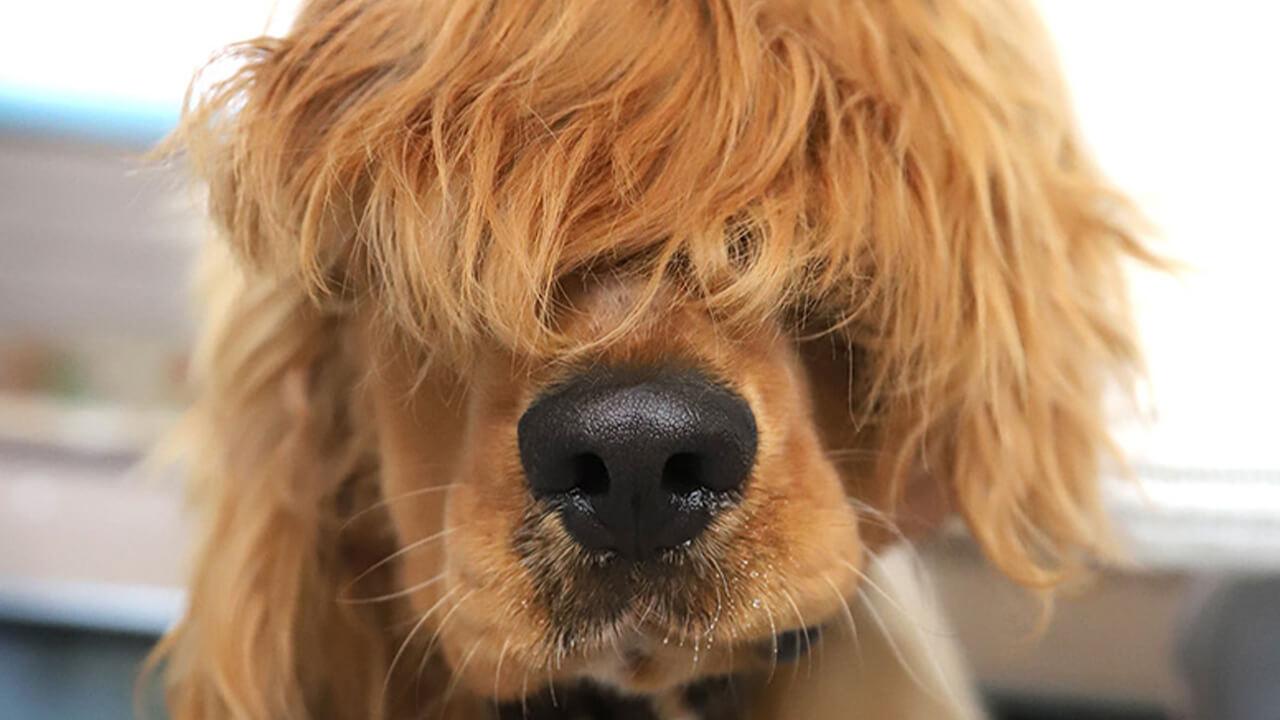 Dog needing to be professionally groomed at Animal Wellness in East Brisbane