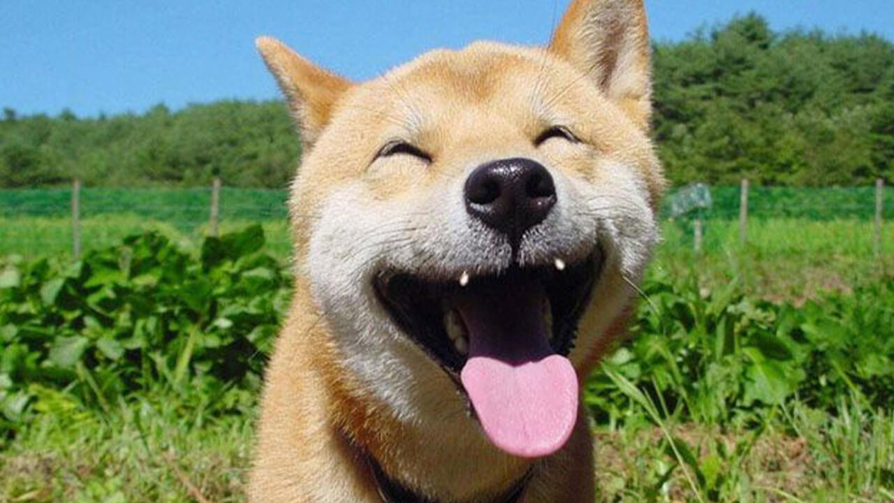 Vet drawing blood for titre test from calm dog